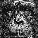Chimpanzee 150 by J Watkins.jpg